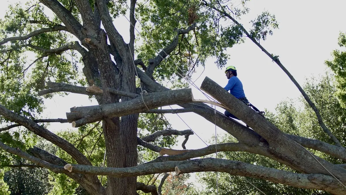Professional Crown Thinning performed by certified arborists in Taiban